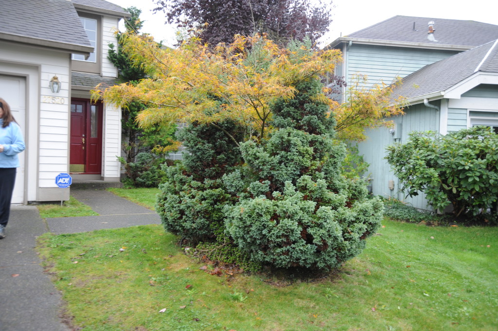 Bad landscaping design.  Keep the maple tree.  Remove the others.